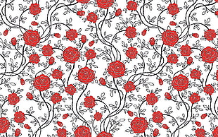 red rose illustration