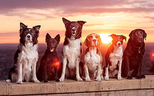 black and white border collie, beagle, and black Labrador retriever sitting on gray concrete surface during sunset close-up photography