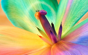 multi-colored flower illustration HD wallpaper
