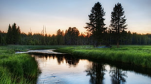 green grass near body of water HD wallpaper