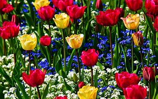 photography of bed of tulips
