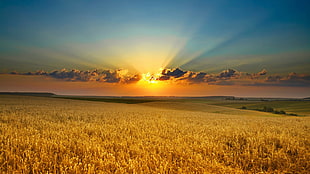 crop field during golden hour HD wallpaper