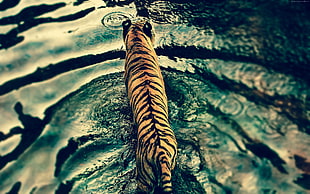 selective focus of tiger on body of water