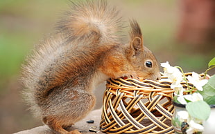 squirrel peeking at a basket
