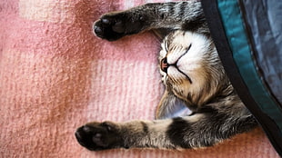 gray tabby cat, cat, animals, stretching, blankets HD wallpaper