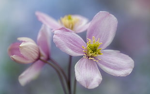 focus photography of pink petaled flowers