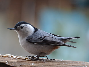 shallow focus photography of white and gray bird, nuthatch