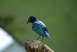 bokeh photo of blue bird during daytime