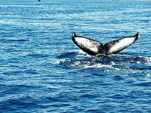 black wale tail on body of water during daytime, humpback, whale