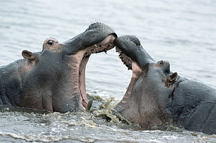 two hippopotamus open their mouths HD wallpaper