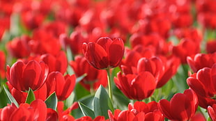 closeup photo of garden of red tulips