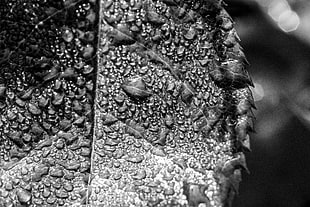 grayscale close up photo of a pointed-edge leaf with water droplet