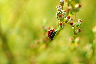 red and black spotted Ladybug perched on green leaf in closeup photo HD wallpaper