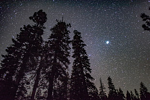 three pine trees, Starry sky, Trees, Night