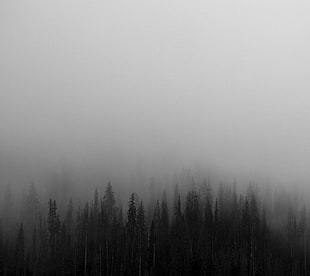 pine trees, trees, mist, nature, monochrome