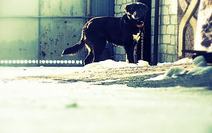 adult short-coated black dog standing near gray gate