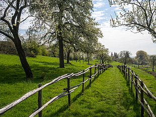brown wooden fence in the middle of the trees on green grass at daytime