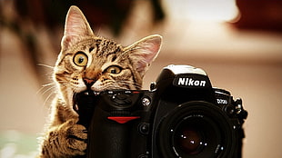 black Nikon DSLR camera HD wallpaper