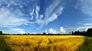 brown grass field under white and blue sky HD wallpaper