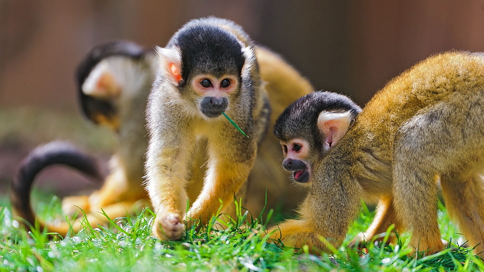 brown and black monkeys in grass land during daytime HD wallpaper