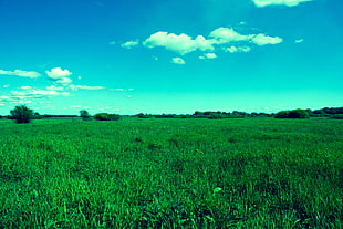 grass field, nature