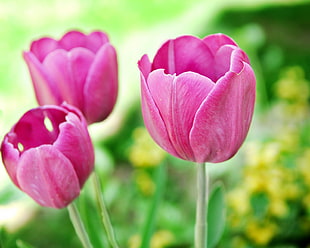 three pink Tulip flowers at daytime in closeup photography, tulips
