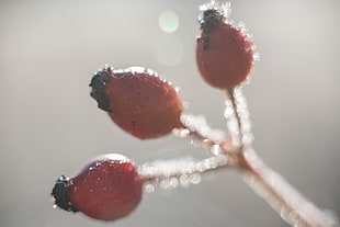 close up photo of pink flower buds