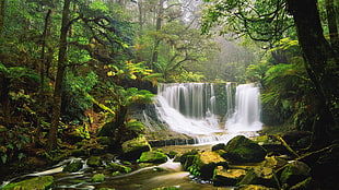 waterfalls surrounded by green leafed plants, nature, waterfall