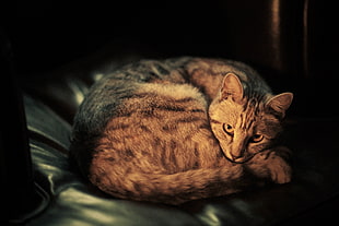 brown and gray tabby cat on black leather textile