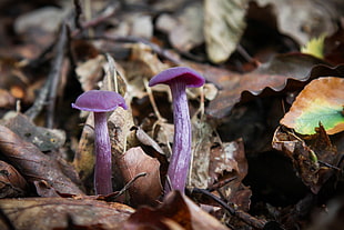 two pink mushrooms on withered leaves, laccaria