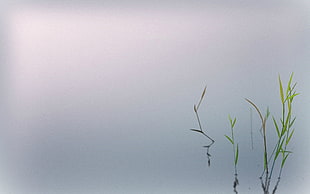 green grass, water, grass, minimalism HD wallpaper