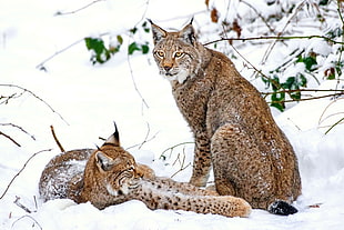 two brown Lynx near snow ground HD wallpaper