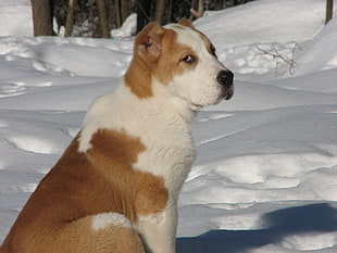 closeup photo of short-coated white and tan dog sits on snow during daytime