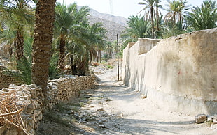 alley surrounded Pygmy Date Palm trees