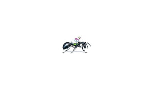 black carpenter ant illustration HD wallpaper