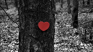 selective color photography of heart-shaped red sticker on tree, love, heart, forest, trees