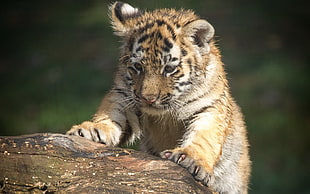 tiger cub HD wallpaper