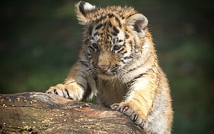 tiger cub