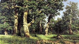 trees by the forest