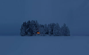 snow-covered trees, landscape, snow, house