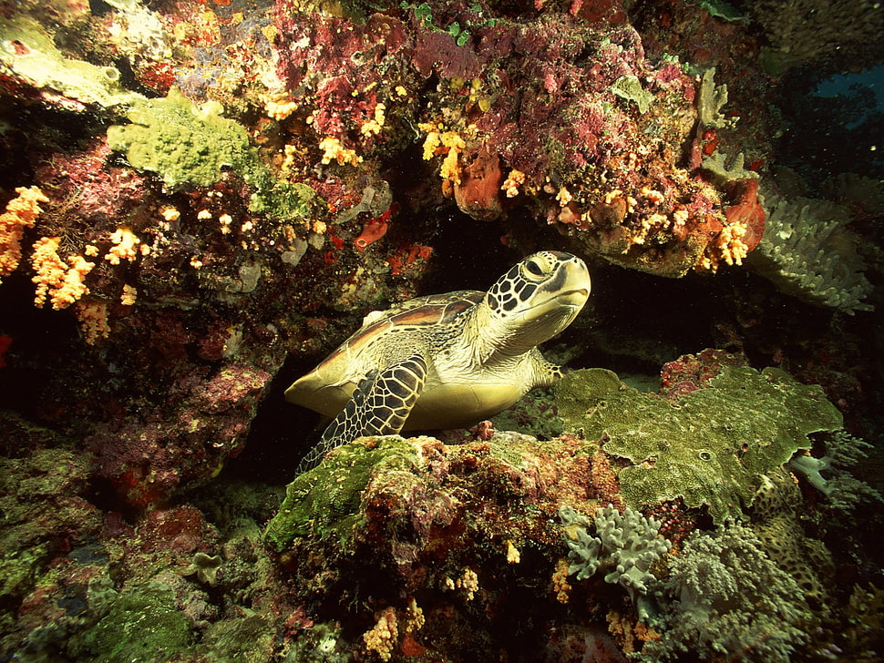 brown and black fish decor, sea, underwater, turtle, coral HD wallpaper