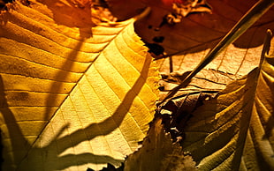 closed up photo of brown dry leaf HD wallpaper