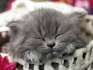 selective focus photography of short-furred gray cat