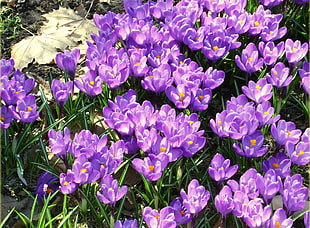 purple petaled flowers during daytime photo