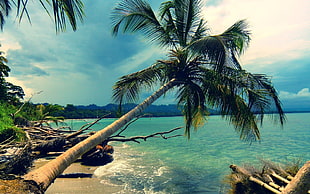 coconut tree in front of blue body of water HD wallpaper