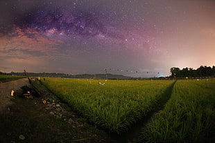 green grass fields at nighttime HD wallpaper