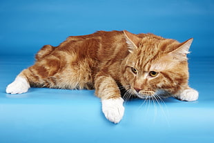 adult orange tabby cat HD wallpaper