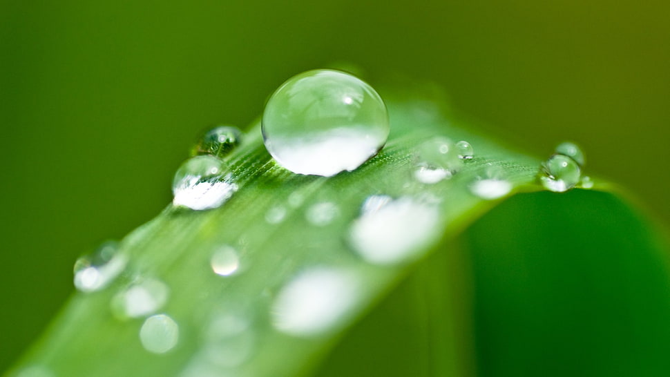 water droplets, depth of field, macro, water drops, nature HD wallpaper