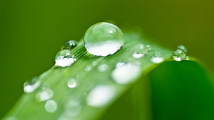 water droplets, depth of field, macro, water drops, nature