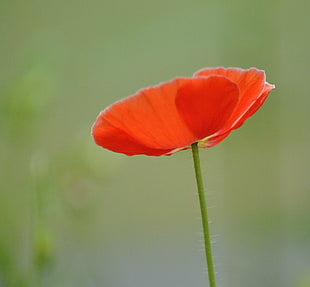closeup photo of blooming red flower, red poppy